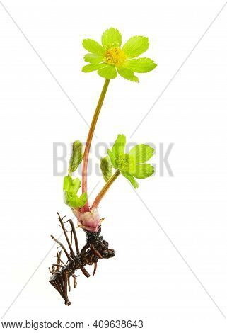 Hacquetia Epipactis, Flower From A Forest That Blooms In The Spring Months. Flower Isolated On White