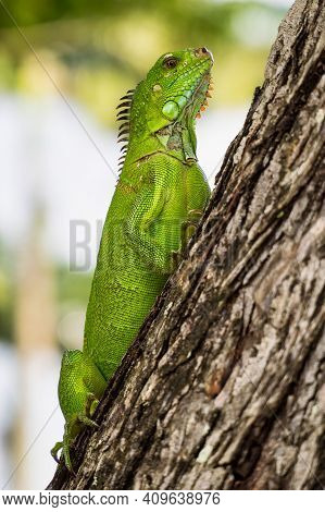 Green Iguana In Fort De France, Martinique. Also Known As The American Iguana Is A Lizard Reptile In