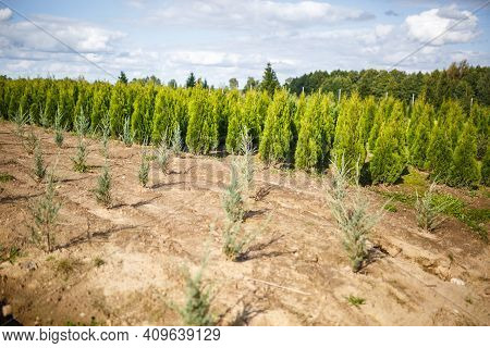 Rows Of Young Conifers In Greenhouse With A Lot Of Plants On Plantation