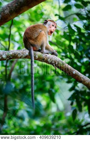 Young Monkey Sitting On A Tree. Toque Macaque (macaca Sinica) In Wilpattu. Wildlife Scene From Sri L