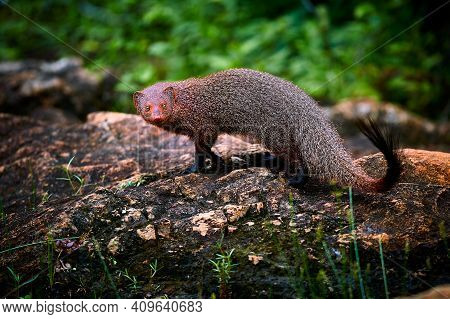 Ruddy Mongoose, Herpestes Smithii, Is A Mongoose Species Native To Hill Forests In India And Sri Lan