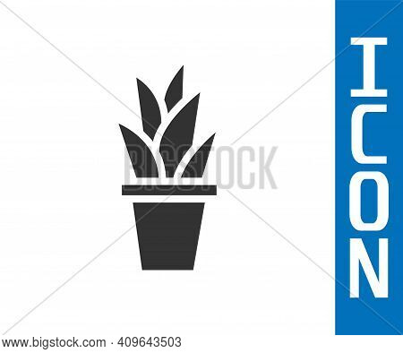 Grey Plant In Pot Icon Isolated On White Background. Plant Growing In A Pot. Potted Plant Sign. Vect