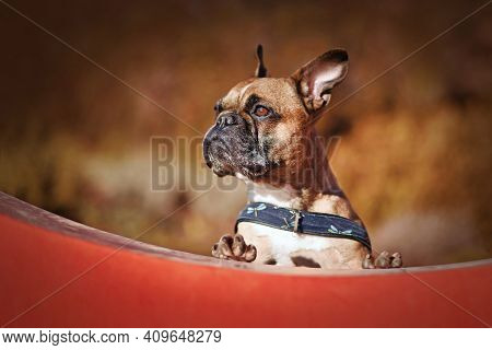 French Bulldog Dog Puting Paws On Red Curved Wall With Orange Autumn Leaves In Blurry Background