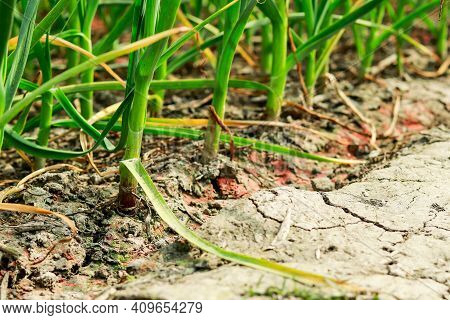 Garlic Is Loaded With Good-for-you Vitamins And Minerals Like Manganese, Selenium, Vitamin C, Vitami