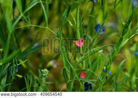 Grass Vetchling, Lathyrus Nissolia, From The Fabaceae Family Long, Linear, Grass-like Leaves, And Re