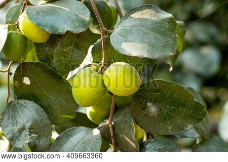 Tropical Fruit Tree Species Belonging To The Family Rhamnaceae. Ziziphus Mauritiana, Also Known As I