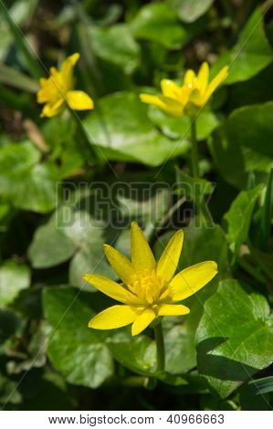 Gelbe Scharbockskraut in der Natur