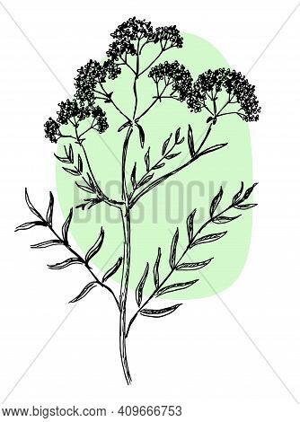 Drawing Of Valerian In Two Colors On A White Background