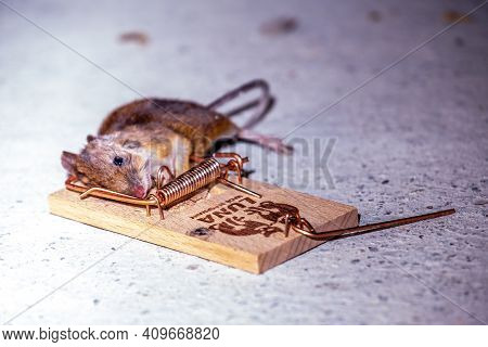 Donegal , Ireland - February 23 2021 : Mouse Trapped In Mouse Trap
