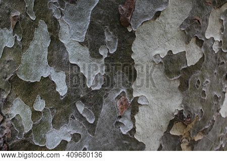 London Plane Tree Platanus Acerifolia Structured Background. Horizontal Image