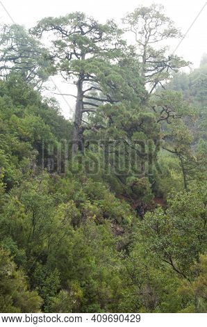 Mixed Forest With Canary Island Pines Pinus Canariensis On Top. Barlovento. La Palma. Canary Islands