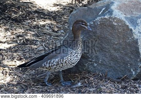 A Female Australian Wood Duck Or Maned Duck, Chenonetta Jubata