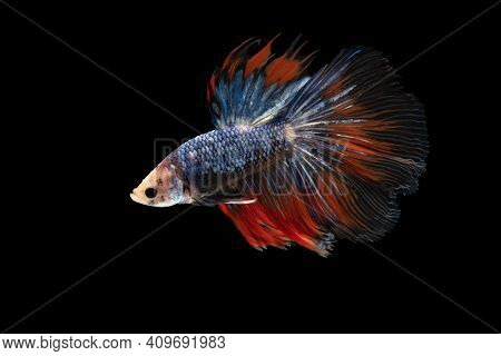 Swimming Action Of Betta, Siamese Fighting Fish, Colorful Betta, Pla-kad (biting Fish) Thai; Half Mo