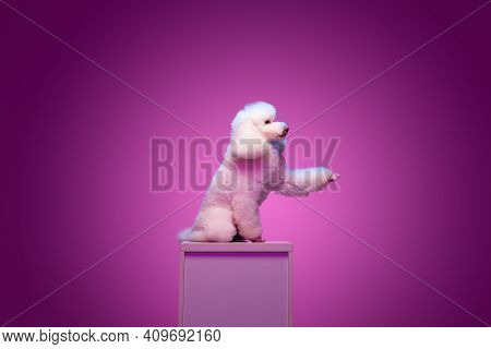 White Poodle Sitting On Pedestal Isolated On Purple Background In Neon Light.