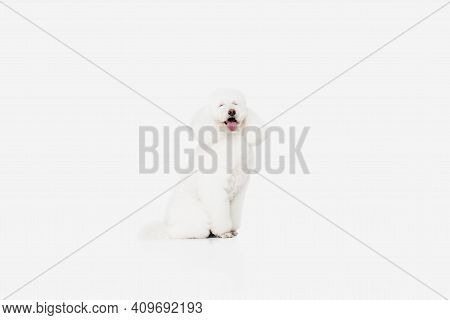 Small Funny Dog White Poodle Posing Isolated Over White Background.