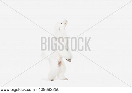 Small Funny Dog White Poodle Posing Isolated Over White Background.