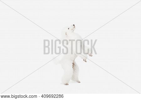 Small Funny Dog White Poodle Posing Isolated Over White Background.