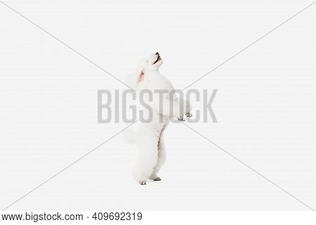 Small Funny Dog White Poodle Posing Isolated Over White Background.