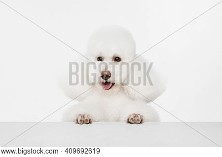 Close-up Portrait Of White Dog Poodle Isolated Over White Background.