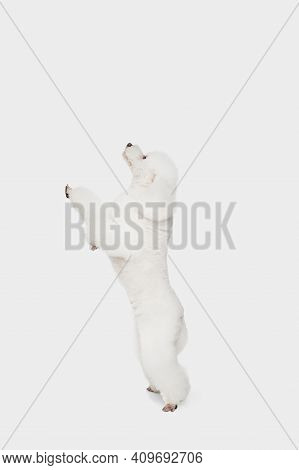 Small Funny Dog White Poodle Posing Isolated Over White Background.