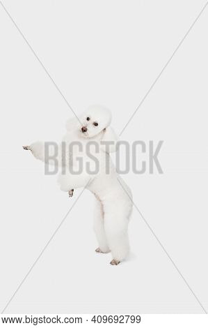 Small Funny Dog White Poodle Posing Isolated Over White Background.