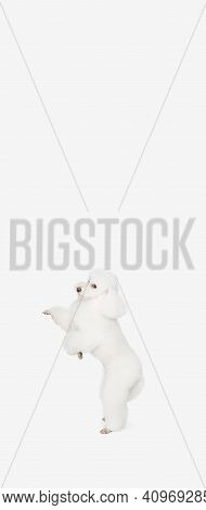 Small Funny Dog White Poodle Posing Isolated Over White Background.