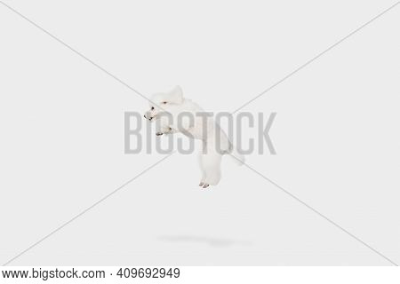 Funny White Poodle Dog Jumping Isolated Over White Background.