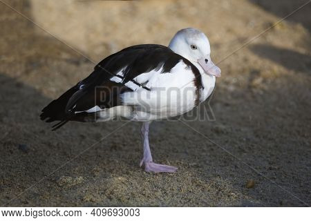 A Radjah Shelduck, Tadorna Radjah, Close Up View