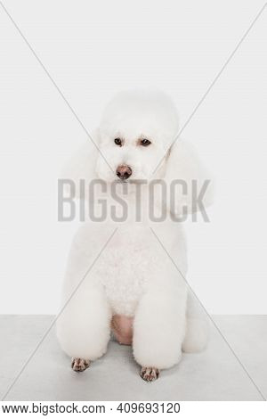 Small Funny Dog White Poodle Posing Isolated Over White Background.