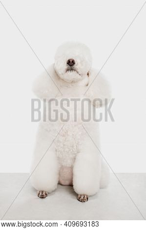 Small Funny Dog White Poodle Posing Isolated Over White Background.