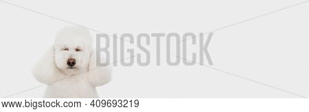 Small Funny Dog White Poodle Posing Isolated Over White Background.