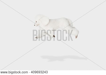 Small Funny Dog White Poodle Flying Isolated Over White Background.