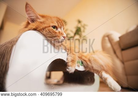 Ginger Red Cat Lies On Cardboard Bed Soaked In Catnip