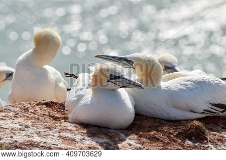 A Colony Of Gannets Sit On A Rock. Sea In The Background. Helgoland
