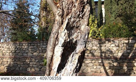 Old Tree On A Background With Old Stone Fence, Georgian Monastery, Georgia