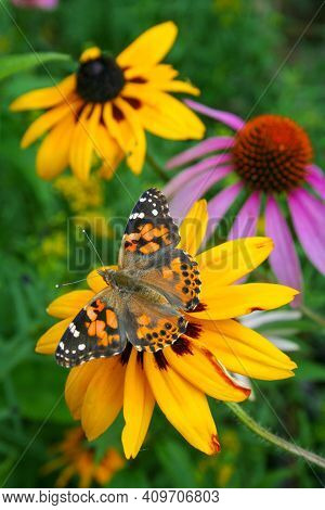 Stunning Monarch Butterfly On A Pretty Flower In Nature