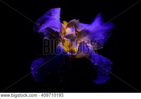 Iris Flower On A Dark Background. Close-up. Uv Light, Fluorescent