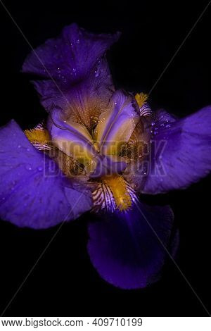 Iris Flower On A Dark Background. Close Up. Uv, Fluorescent