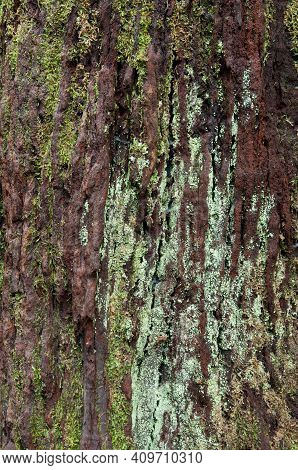 Trunk Of Dead Tree Covered With Lichens And Moss. Cubo De La Galga. La Palma. Canary Islands. Spain.