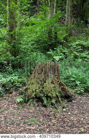 Tree Stump In A Laurel Forest. Cubo De La Galga. La Palma. Canary Islands. Spain.