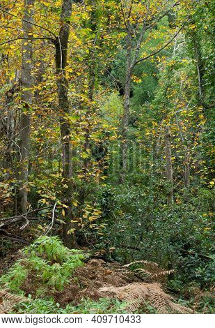 Mixed Forest With Sweet Chestnuts Castanea Sativa. Cubo De La Galga. La Palma. Canary Islands. Spain