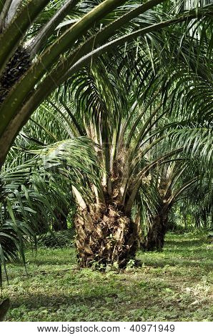 Palm utomhus gård gröda dag