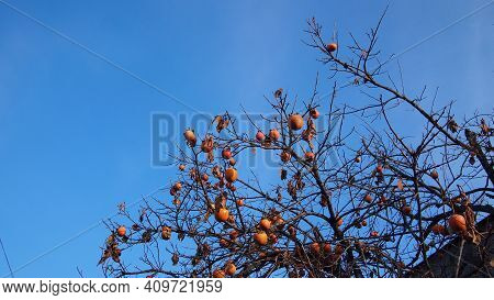 Date-plum, Caucasian Persimmon, Or Lilac Persimmon \n(diospyros Lotus) In Georgian Village