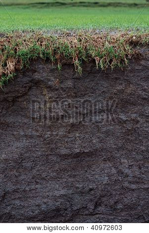 Sezione trasversale di erba