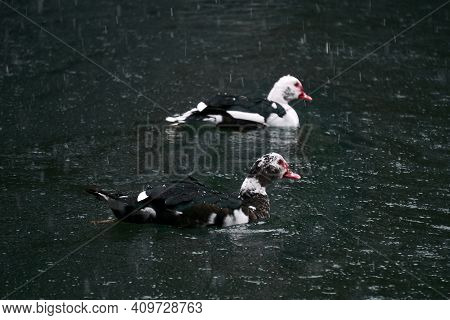 Two Muscovy Ducks Swim In A Pond Under A Snowfall