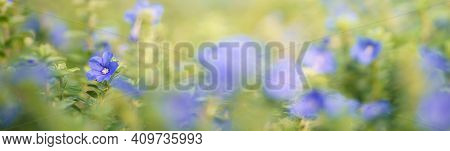 Closeup Of Mini Blue Purple Flower On Blurred Gereen Background Under Sunlight With Copy Space Using