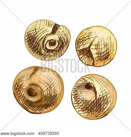 Grains Of Proso. Vector Color Vintage Hand Drawn Hatching Illustration Isolated On A White Backgroun