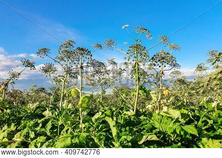 Thickets Of Sosnovsky Hogweed In The Field. It Is Dangerous For Humans Because Even Small Drops Of P