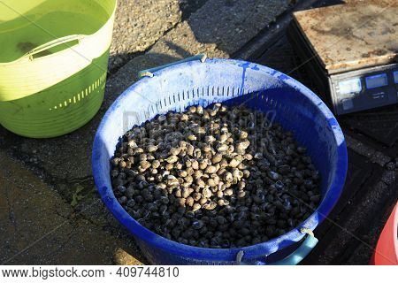 Numana (an), Italy - January 1, 2019: Lumachini At  Numana Port, Riviera Del Conero, Adriatic Sea, N