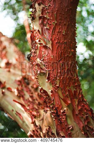 Texture Of The Bark Of The Platan , Chinara Tree. Plane Tree Texture Close Up.
